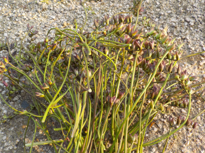 フリージアの花摘み
