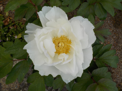 ちょうどいい時期のボタン