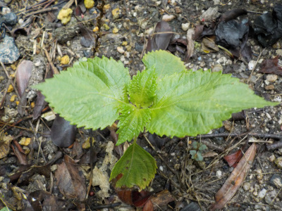 こぼれ種で生える大葉