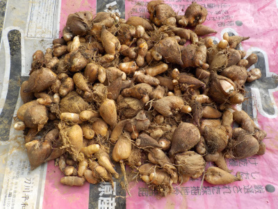 フリージアの球根が増えすぎて迷惑