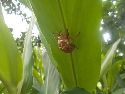 セミと夏とコロナの抜け殻
