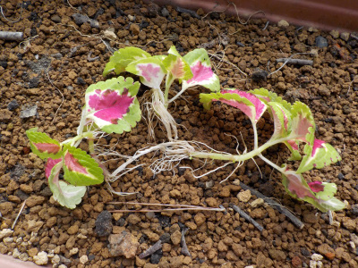 緑と赤のよくあるタイプのコリウス