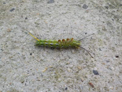 木の上から降ってきた毛虫