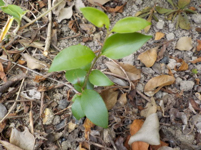 庭木のオノレバエ