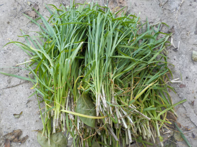 ニラを洗うのは面倒だ。