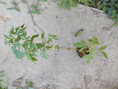 庭に生えていた謎の植物