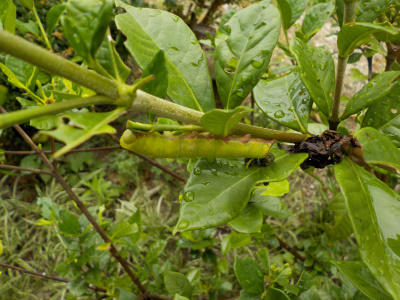 くちなしの木を青虫から守れ