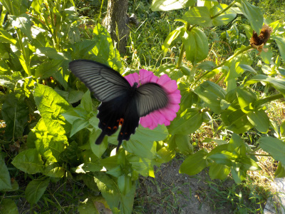 黒アゲハは動きが遅い