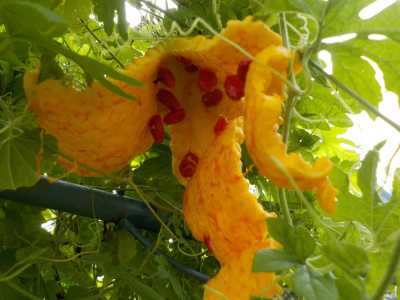 ゴーヤ爆弾爆発