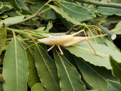 アルビノかもしれない白いバッタ
