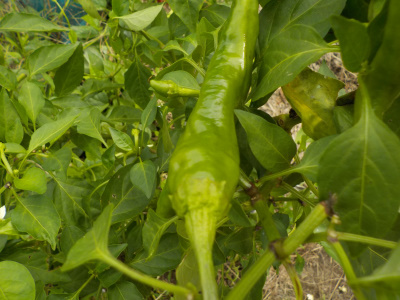 おいしいシシトウはたまに食べる