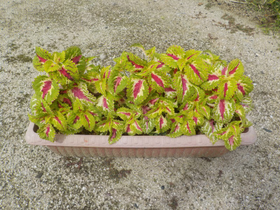 挿し芽のコリユスの成長