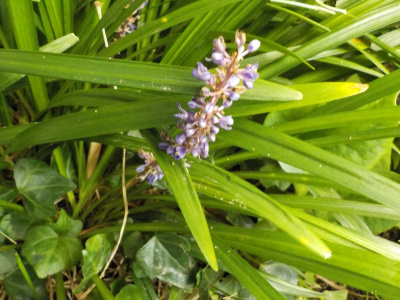 秋に咲く紫色の花ヤブラン