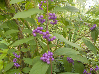 日本の宝かもなムラサキシキブ