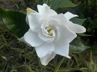 10月に開花するクチナシの花