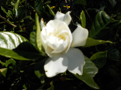 秋に咲くクチナシの花」