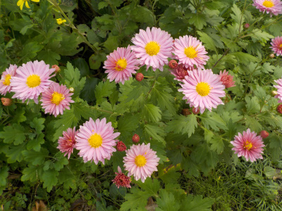 ピンク色の菊の花