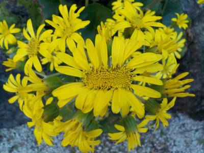 奇形のツワブキ　