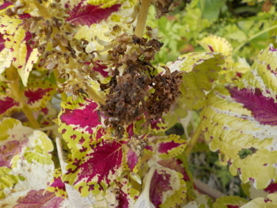 コリウスの種子はどんなの？