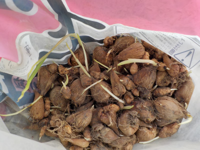 発芽したフリージアの球根