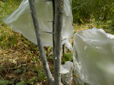 グレープフルーツの害虫対策