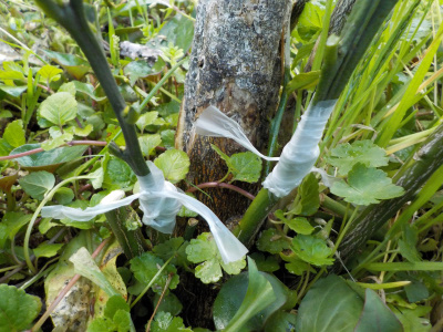 グレープフルールの接ぎ木