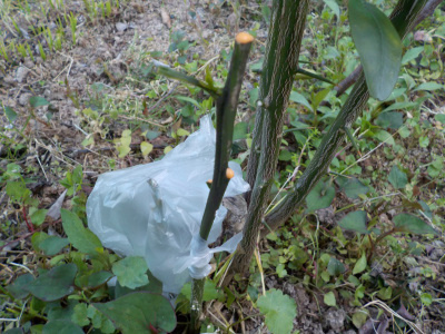 実生グレープフルーツ接ぎ木