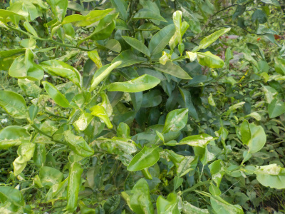 葉っぱが茂った実生のグレープフルーツ