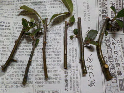 ハナカイドウの水差しは出来るのか?実験