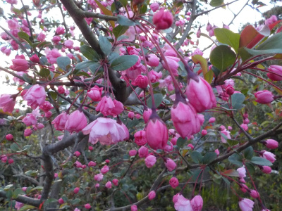 ハナカイドウ開花