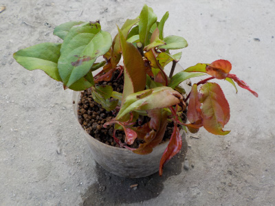 ハナカイドウの挿し木