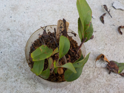 ハナカイドウの挿し木はどうなの