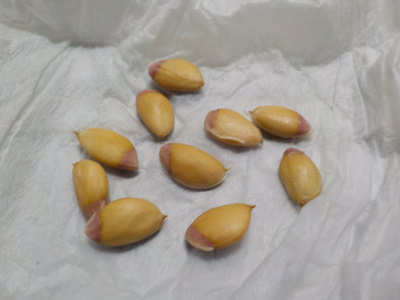 ハッサクの種の皮をむきました