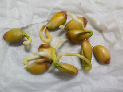 ハッサクの発根