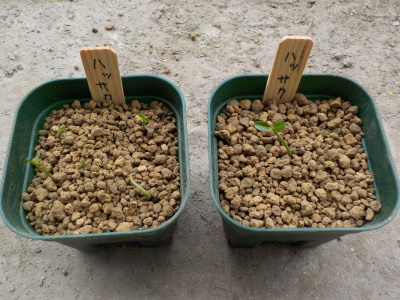 ハッサクの苗植え