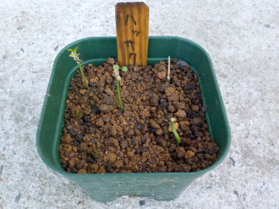 虫に食べられたハッサク