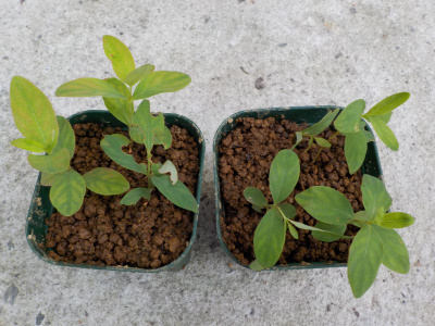 ヘピリカムのまとめ植え