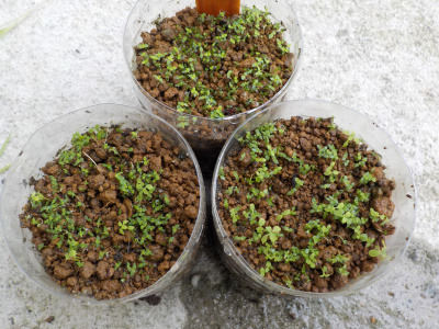 種蒔きして発芽したヒペリカム