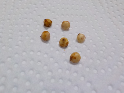 イチイの殻割り