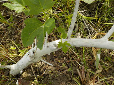 イチジクにガットサイドS