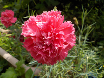 フサフサのカーネーション