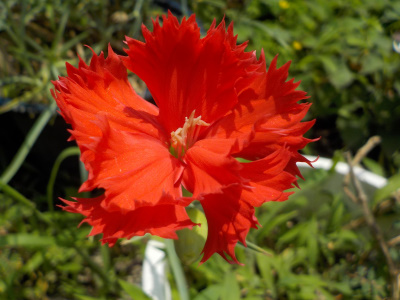 スカスカのカーネーション