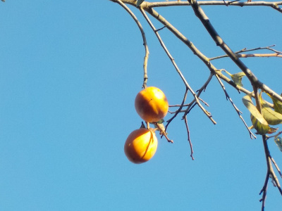 不作で寂しい渋柿の収穫