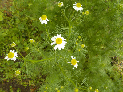 マモミールの収穫前