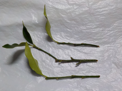 キンカンの水挿し木