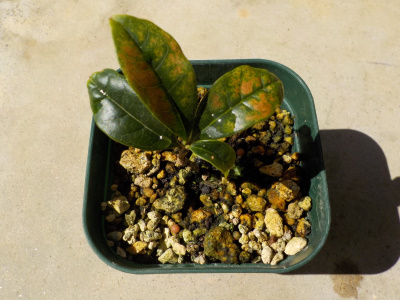 挿し木のキンモクセイは成長が遅い