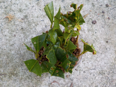 キンモクセイをギュウギュウ状態で挿し木