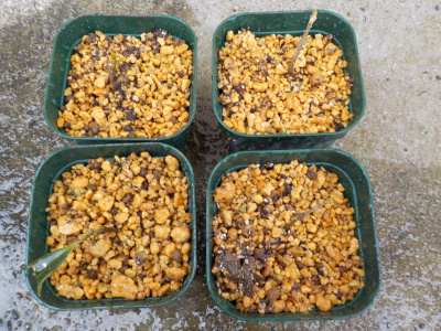 挿し木のキンモクセイの植え替え