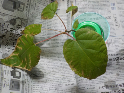 水耕栽培のキウイフルーツ