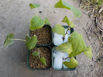 屋内水耕栽培のキウイ